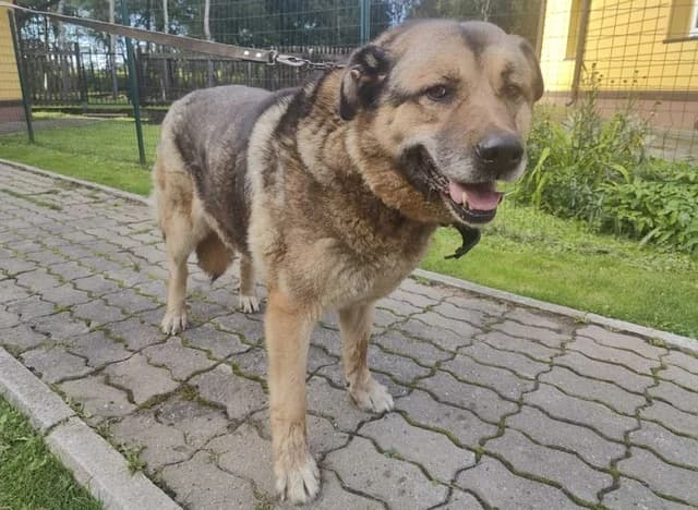 2180, female 7yo Mixed Breed for adoption at Loomade Varjupaik Grey Dogs MTÜ, Ida-Viru maakond