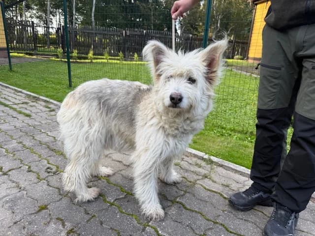 2542, female Mixed Breed for adoption at Loomade Varjupaik Grey Dogs MTÜ, Ida-Viru maakond
