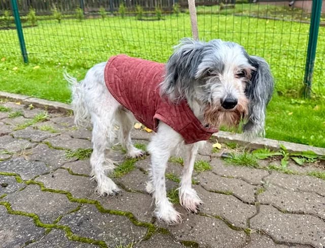 2546, male Mixed Breed for adoption at Loomade Varjupaik Grey Dogs MTÜ, Ida-Viru maakond