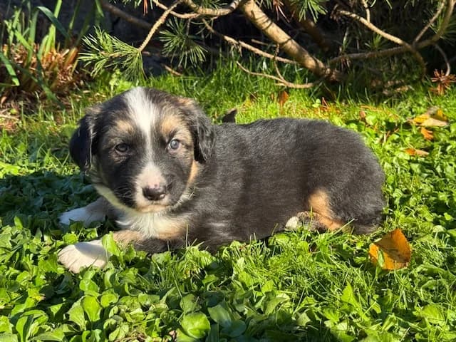 2543, male Mixed Breed for adoption at Loomade Varjupaik Grey Dogs MTÜ, Ida-Viru maakond