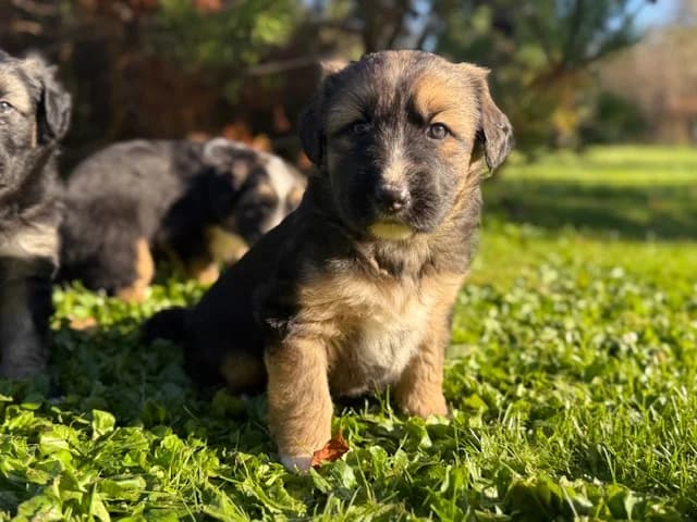 2544 broneeritud, female puppy Mixed Breed for adoption at Loomade Varjupaik Grey Dogs MTÜ, Ida-Viru maakond