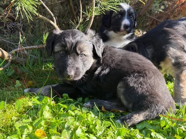2545, female puppy Mixed Breed for adoption at Loomade Varjupaik Grey Dogs MTÜ, Ida-Viru maakond