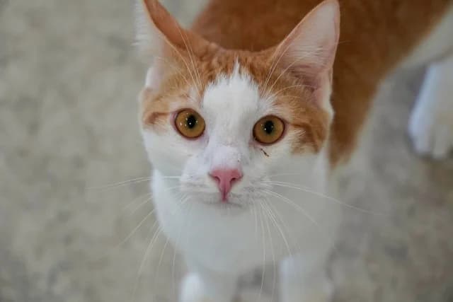 Cat 28467, female 3yo Mixed Breed for adoption at Pets Tallinn Shelter, Tallinn