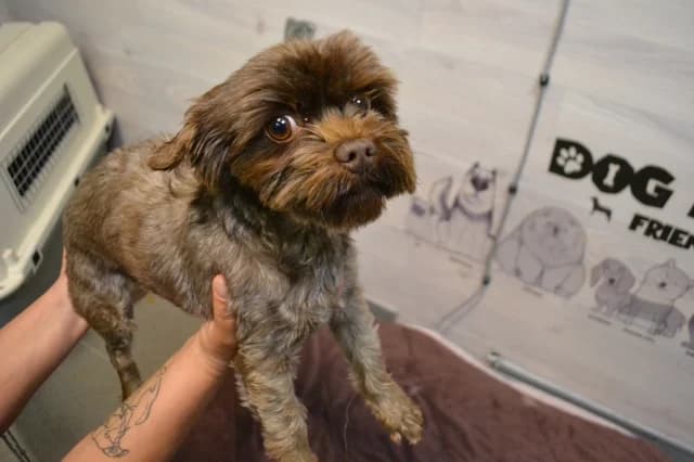 Fanta Fantik, female 5yo Mixed Breed for adoption at Pets Tallinn Shelter, Tallinn