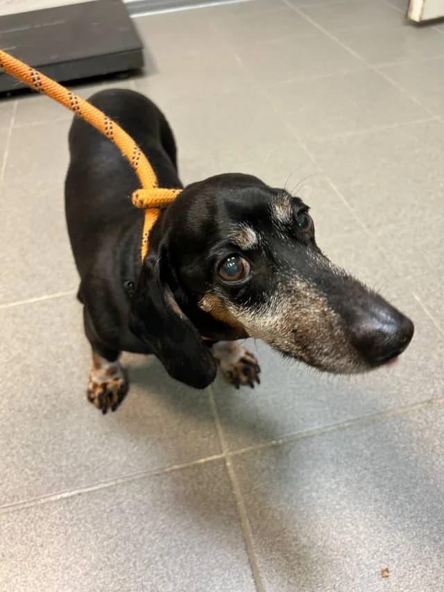 Dzonik, female 5yo Mixed Breed for adoption at Pets Tallinn Shelter, Tallinn