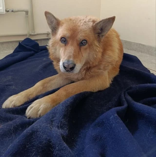 Dog 28693, female 4yo Mixed Breed for adoption at Pets Tallinn Shelter, Tallinn
