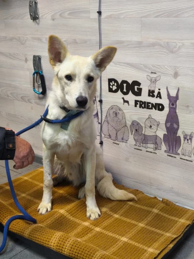 Olaf, male young Mixed Breed for adoption at Pets Tallinn Shelter, Tallinn