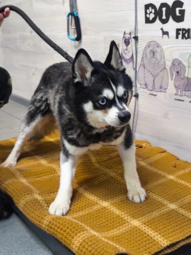 Bond, female 6yo Mixed Breed for adoption at Pets Tallinn Shelter, Tallinn