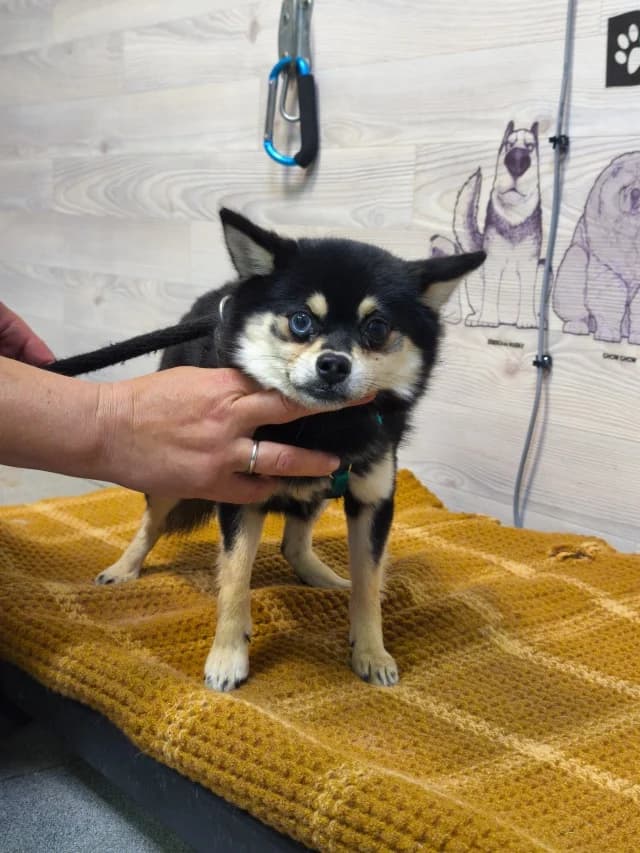 Juchar, male senior Mixed Breed for adoption at Pets Tallinn Shelter, Tallinn