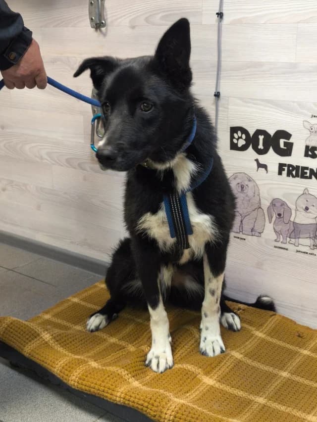 Fedya, female 6yo Mixed Breed for adoption at Pets Tallinn Shelter, Tallinn