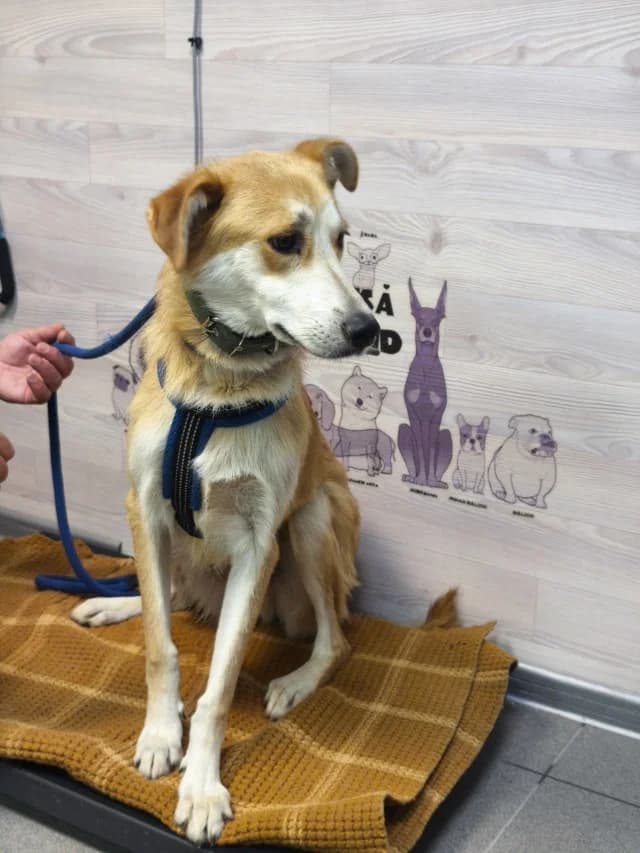 Foma, female 6yo Mixed Breed for adoption at Pets Tallinn Shelter, Tallinn