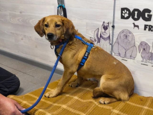 Sima, female 6yo Mixed Breed for adoption at Pets Tallinn Shelter, Tallinn
