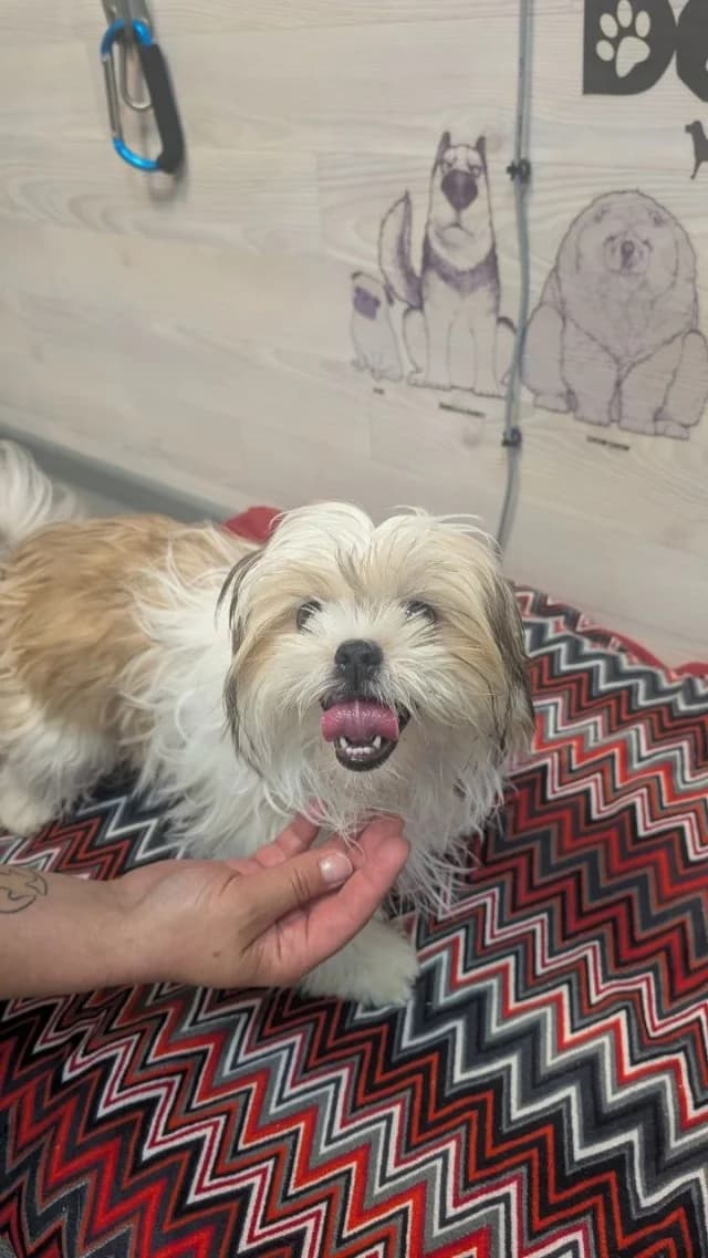 Dog 28714, male senior Mixed Breed for adoption at Pets Tallinn Shelter, Tallinn