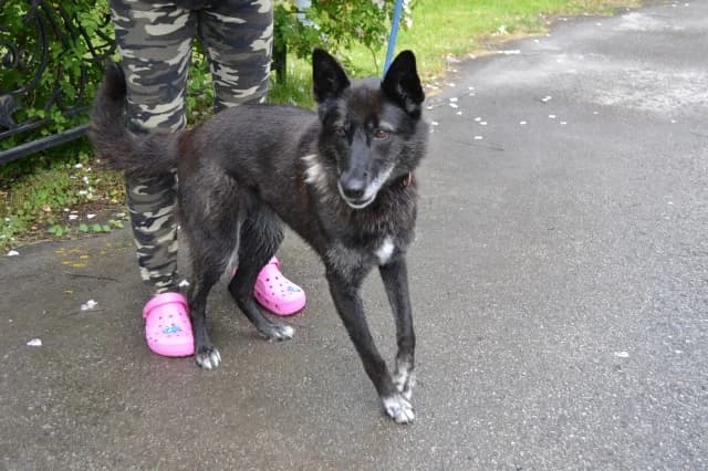 Dog 28718, female 6yo Mixed Breed for adoption at Pets Tallinn Shelter, Tallinn