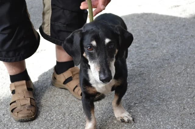 Dog 28719, female 6yo Mixed Breed for adoption at Pets Tallinn Shelter, Tallinn