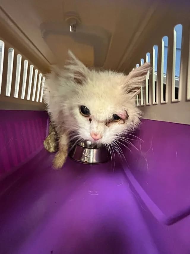 Cat 28740, female 3yo Mixed Breed for adoption at Pets Tallinn Shelter, Tallinn