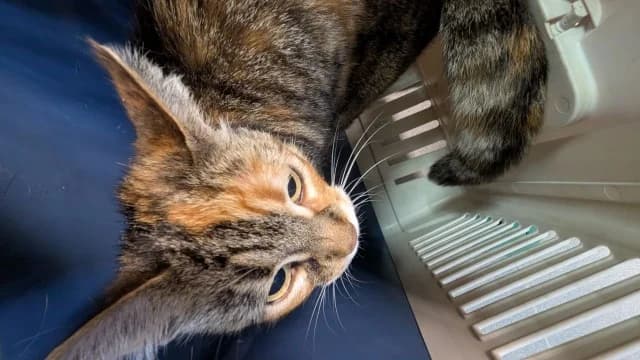Cat 28742, female 3yo Mixed Breed for adoption at Pets Tallinn Shelter, Tallinn