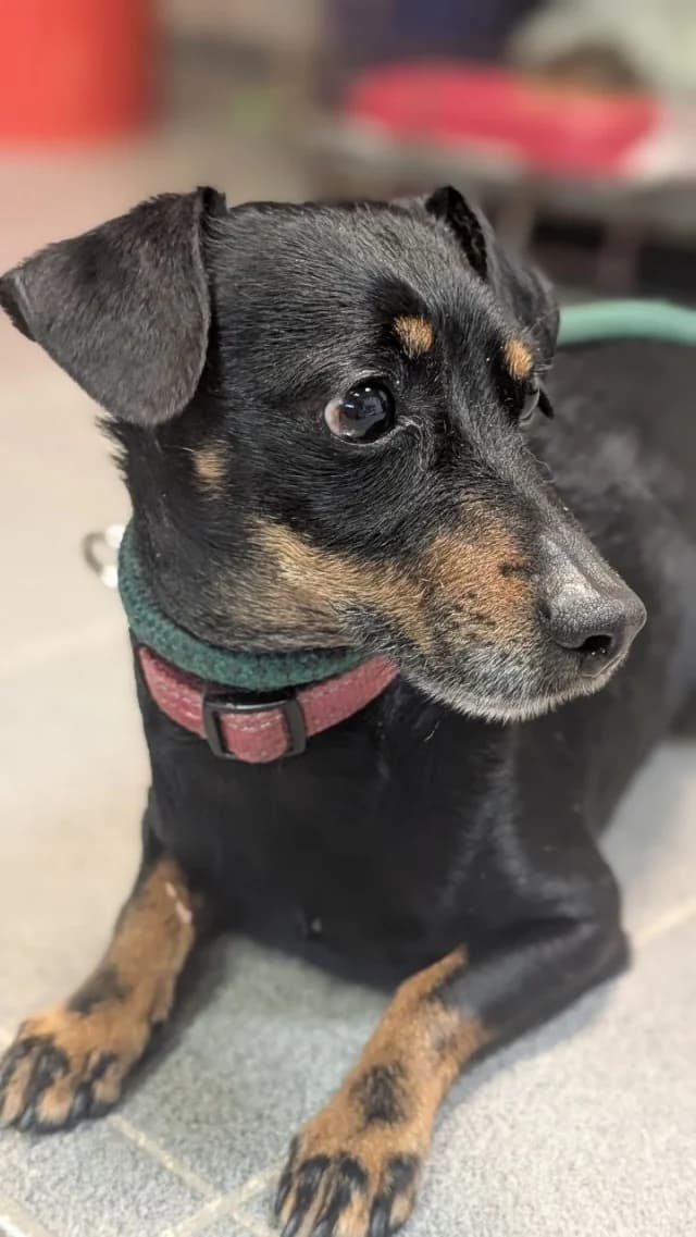 Maks, female 3yo Mixed Breed for adoption at Pets Tallinn Shelter, Tallinn