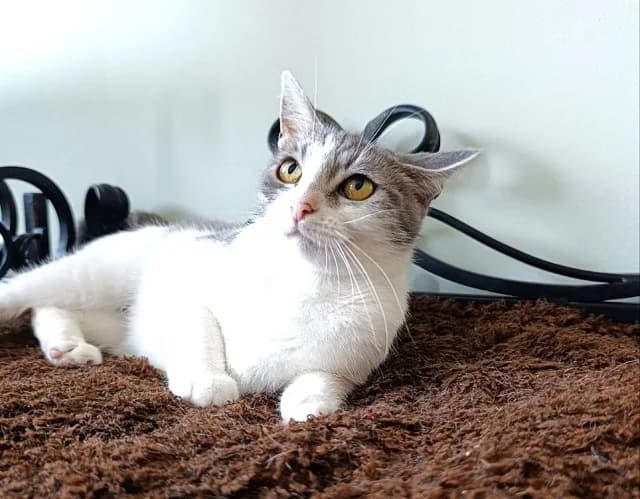 Cat 28761, female 3yo Mixed Breed for adoption at Pets Tallinn Shelter, Tallinn