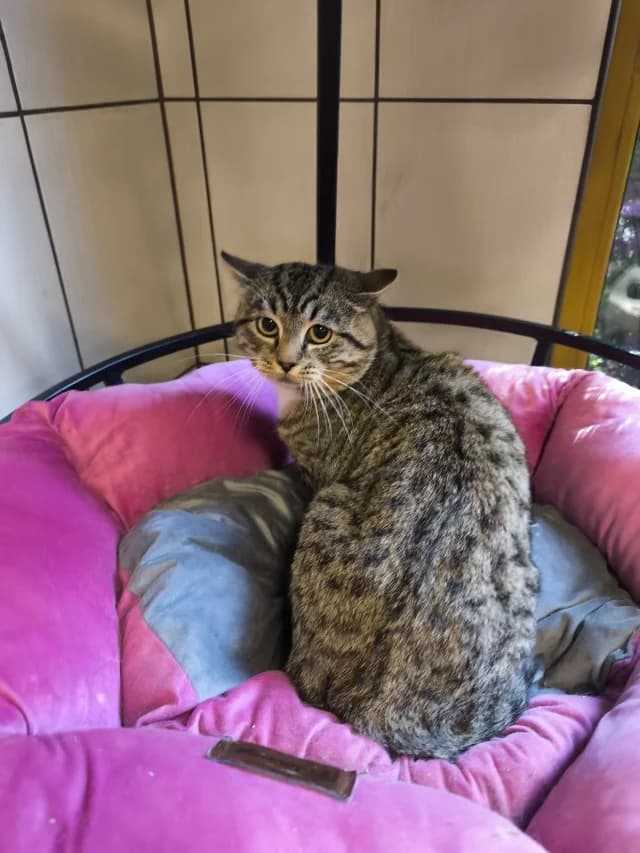Cat 28764, female 3yo Mixed Breed for adoption at Pets Tallinn Shelter, Tallinn