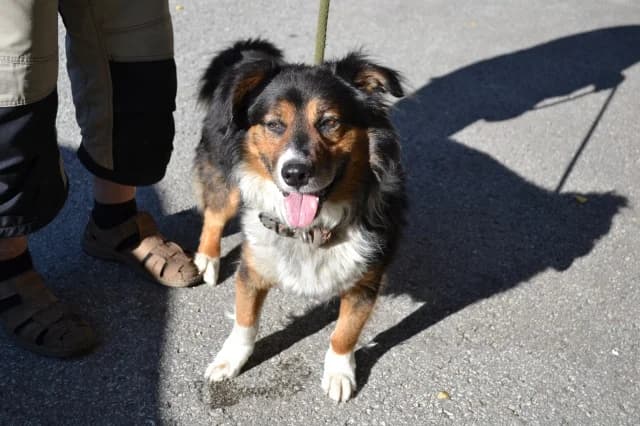 Krati, female 3yo Mixed Breed for adoption at Pets Tallinn Shelter, Tallinn