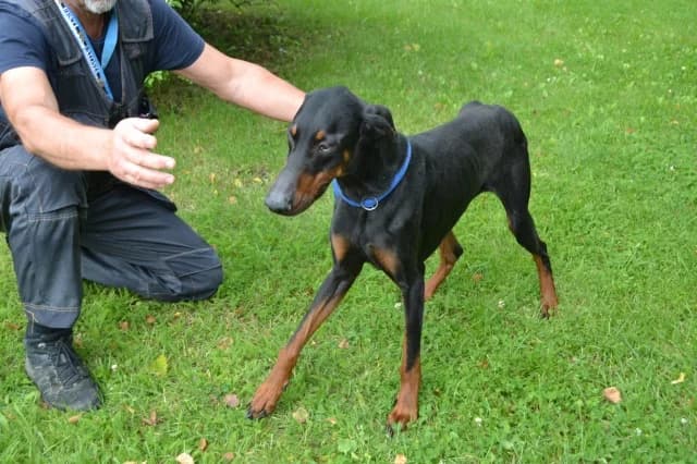 Axel, female 3yo Mixed Breed for adoption at Pets Tallinn Shelter, Tallinn