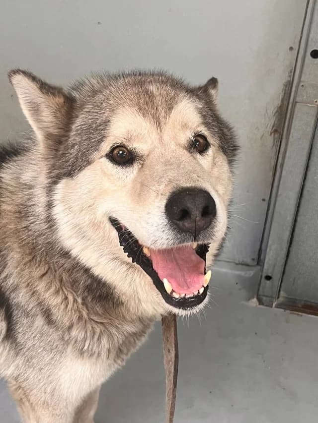 Hugo, female 3yo Mixed Breed for adoption at Pets Tallinn Shelter, Tallinn