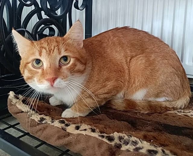 Cat 28778, female 3yo Mixed Breed for adoption at Pets Tallinn Shelter, Tallinn