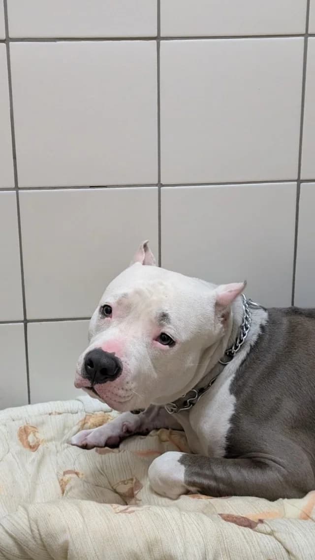 Grey, female 3yo Mixed Breed for adoption at Pets Tallinn Shelter, Tallinn