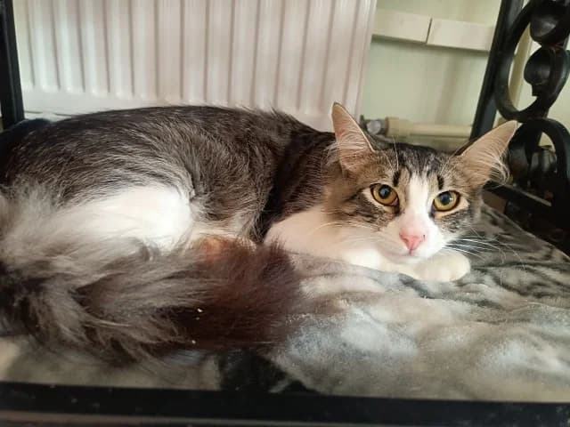 Cat 28781, female 3yo Mixed Breed for adoption at Pets Tallinn Shelter, Tallinn