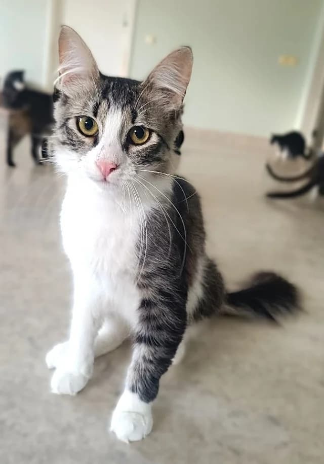 Cat 28781, female 3yo Mixed Breed for adoption at Pets Tallinn Shelter, Tallinn