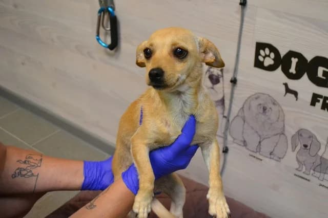 Madlen, female 3yo Mixed Breed for adoption at Pets Tallinn Shelter, Tallinn