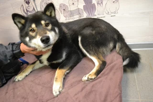 Kami, female 3yo Mixed Breed for adoption at Pets Tallinn Shelter, Tallinn