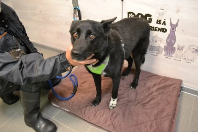 Teffy, female 3yo Mixed Breed for adoption at Pets Tallinn Shelter, Tallinn