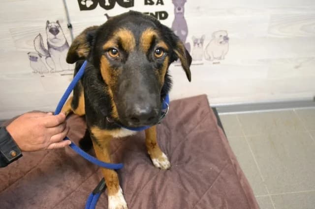 Kaunis Dilia, female 3yo Mixed Breed for adoption at Pets Tallinn Shelter, Tallinn