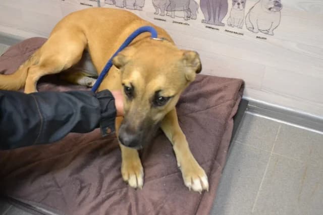 Brenda, female 3yo Mixed Breed for adoption at Pets Tallinn Shelter, Tallinn