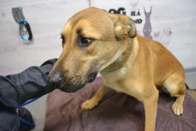Bart, female 3yo Mixed Breed for adoption at Pets Tallinn Shelter, Tallinn