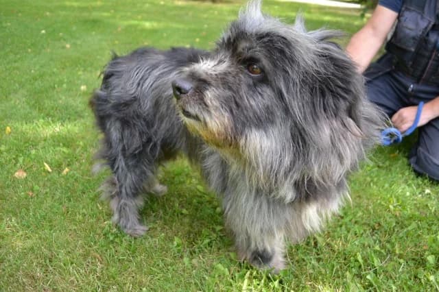 Chudo, female 3yo Mixed Breed for adoption at Pets Tallinn Shelter, Tallinn