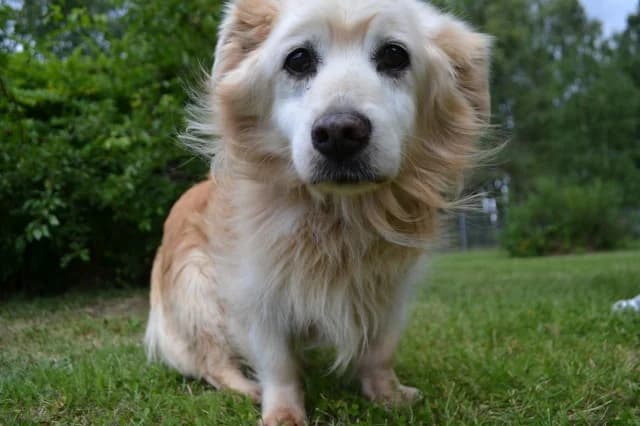 Misha, female 3yo Mixed Breed for adoption at Pets Tallinn Shelter, Tallinn