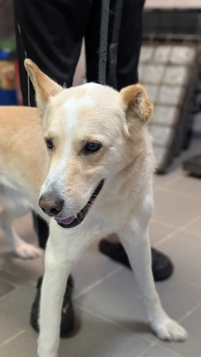 Dog 28816, female 3yo Mixed Breed for adoption at Pets Tallinn Shelter, Tallinn
