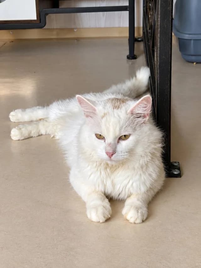 Cat 28821, female 3yo Mixed Breed for adoption at Pets Tallinn Shelter, Tallinn
