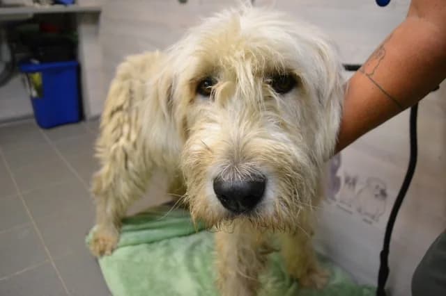 Asti, female 6yo Mixed Breed for adoption at Pets Tallinn Shelter, Tallinn
