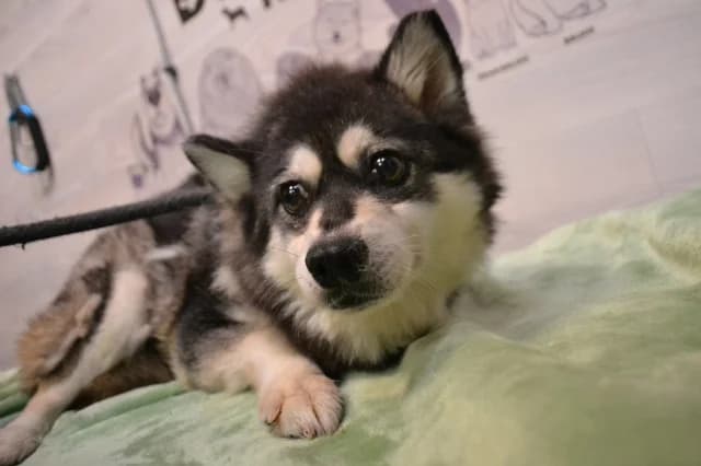 Sabrina, female 6yo Mixed Breed for adoption at Pets Tallinn Shelter, Tallinn
