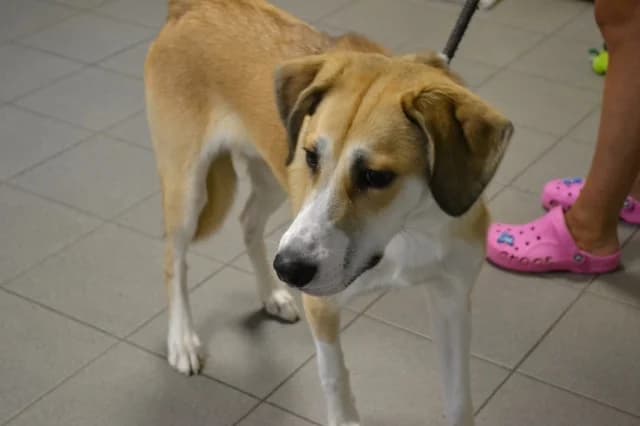 Greys, female 6yo Mixed Breed for adoption at Pets Tallinn Shelter, Tallinn