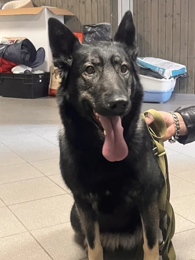 Smocky, female 6yo Mixed Breed for adoption at Pets Tallinn Shelter, Tallinn