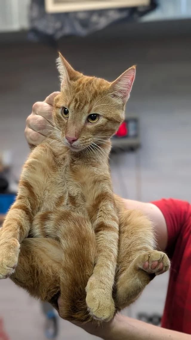 Cat 28833, female 6yo Mixed Breed for adoption at Pets Tallinn Shelter, Tallinn