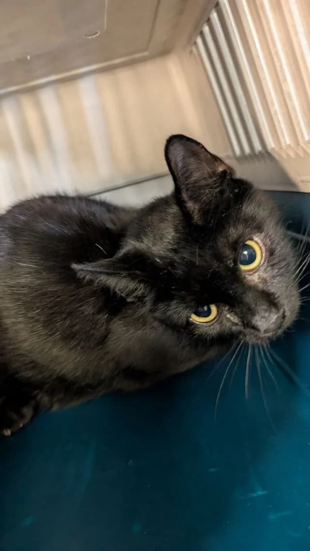 Cat 28834, female 6yo Mixed Breed for adoption at Pets Tallinn Shelter, Tallinn