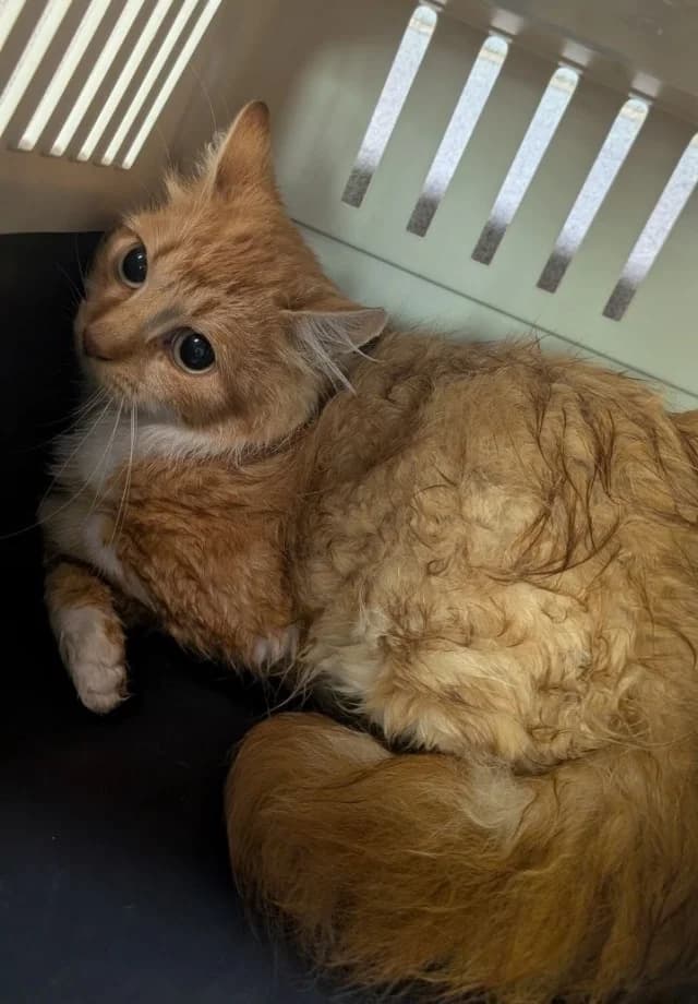 Cat 28835, male puppy Mixed Breed for adoption at Pets Tallinn Shelter, Tallinn