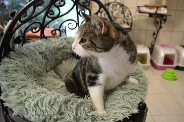 Cat 28836, female 6yo Mixed Breed for adoption at Pets Tallinn Shelter, Tallinn