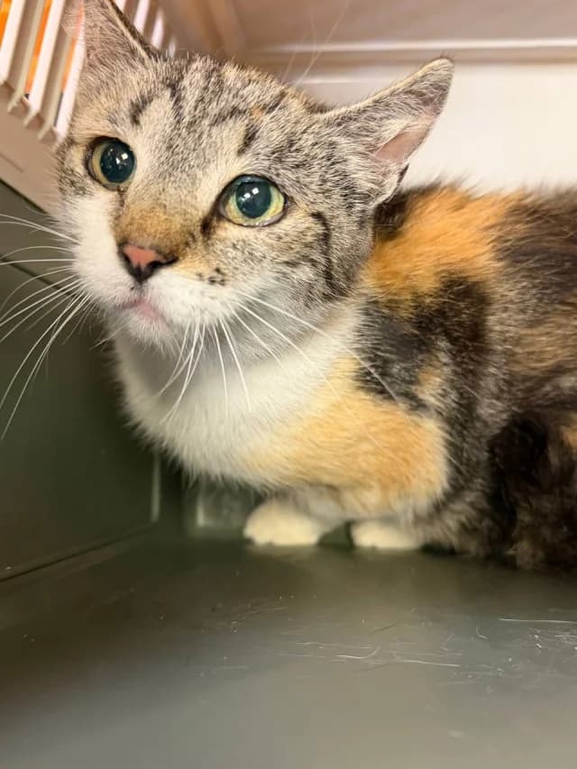 Cat 28837, female 6yo Mixed Breed for adoption at Pets Tallinn Shelter, Tallinn